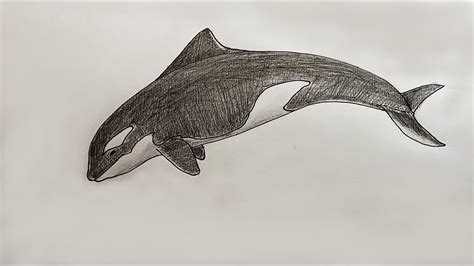whale drswing|killer whale drawing easy.